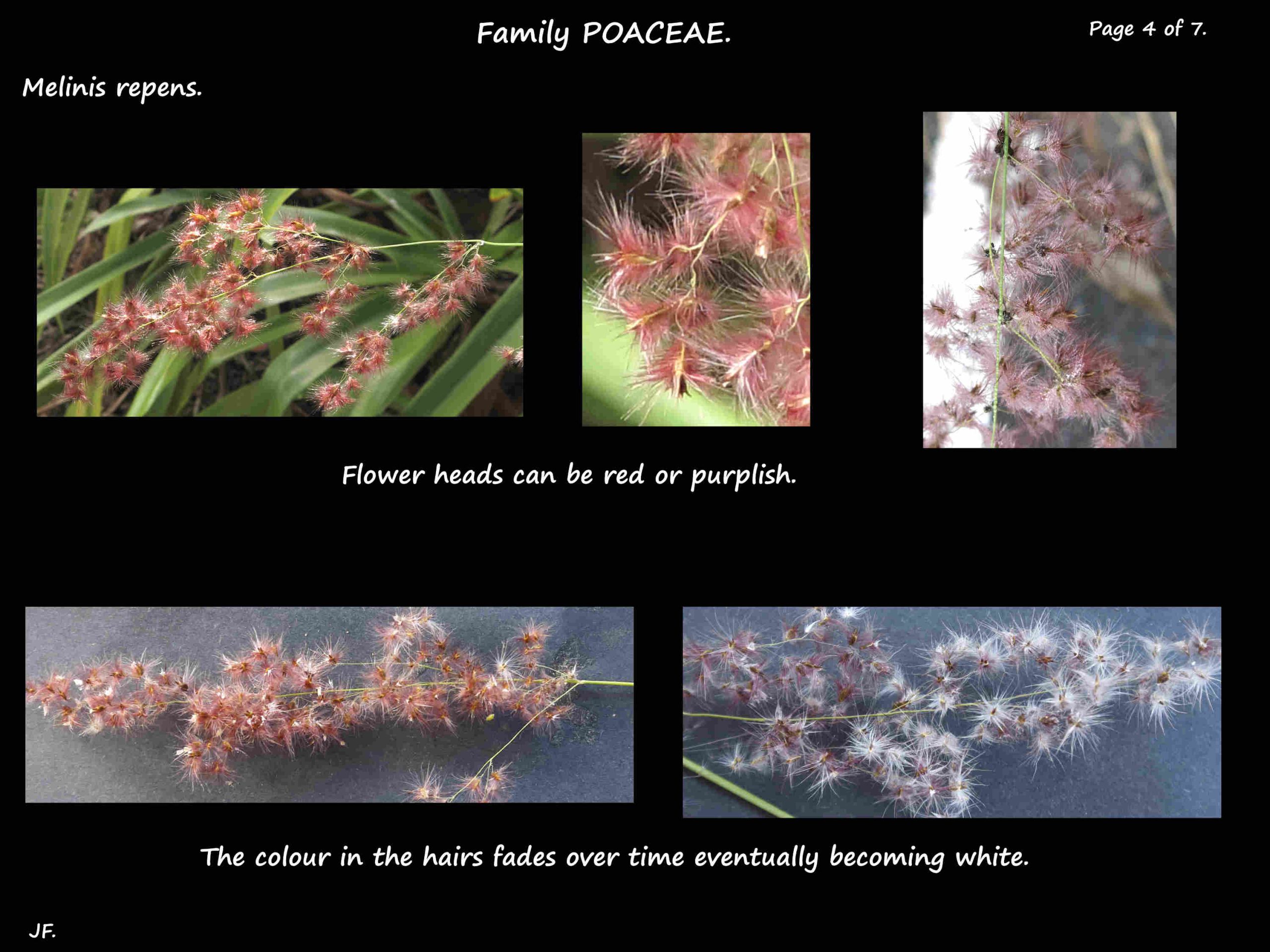 4 Natal grass can have red or purplish flower heads